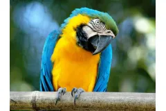 Bioparco: Fast Track Ticket